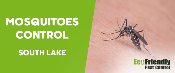 Mosquitoes Control  South Lake 