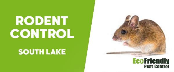 Rodent Treatment  South Lake 