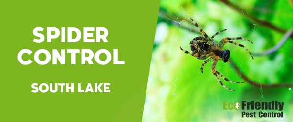 Spider Control  South Lake 