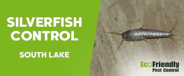 Silverfish Control  South Lake 