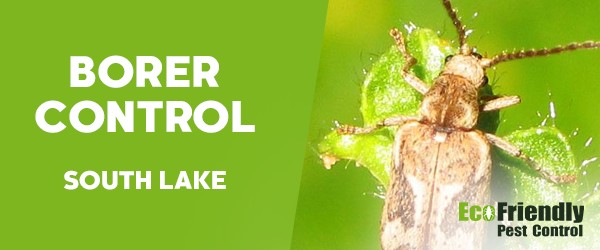 Borer Control  South Lake 