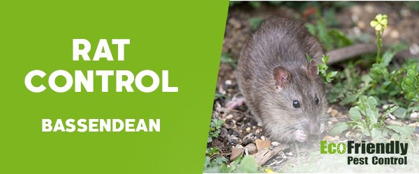 Rat Pest Control  Bassendean 