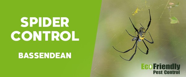 Spider Control  Bassendean 