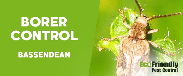 Borer Control  Bassendean 