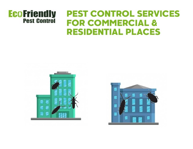Pest Control Success