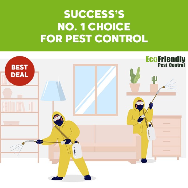 Pest Control Success