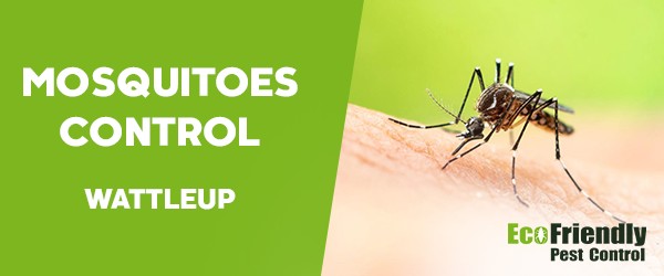 Mosquitoes Control  Wattleup 