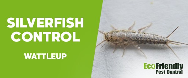 Silverfish Control  Wattleup 