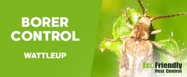 Borer Control  Wattleup 