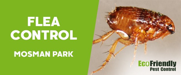 Fleas Control  Mosman Park 