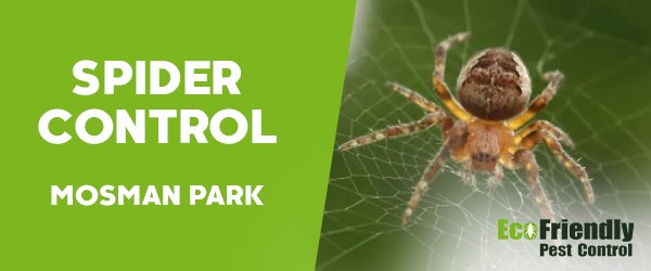 Spider Control  Mosman Park 