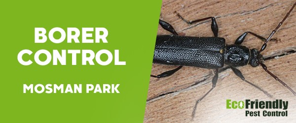 Borer Control  Mosman Park 