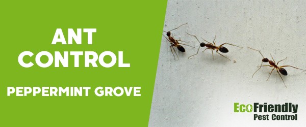 Ant Control  Peppermint Grove 