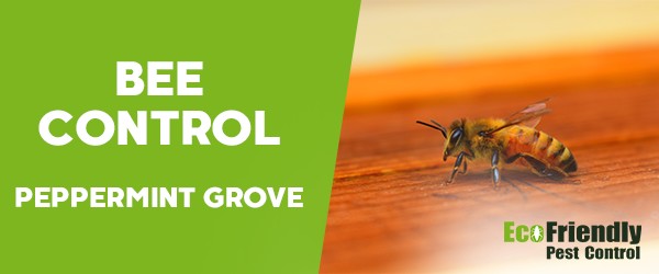 Bee Control  Peppermint Grove 