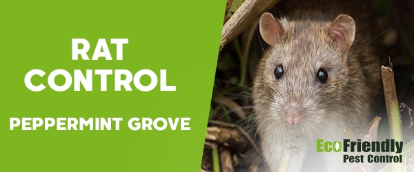 Rat Pest Control  Peppermint Grove 