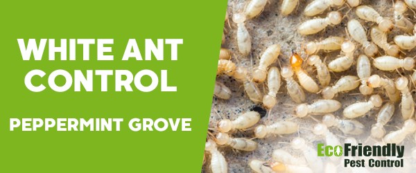 White Ant Control  Peppermint Grove 