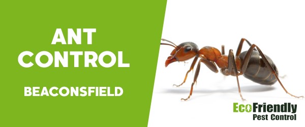 Ant Control Beaconsfield