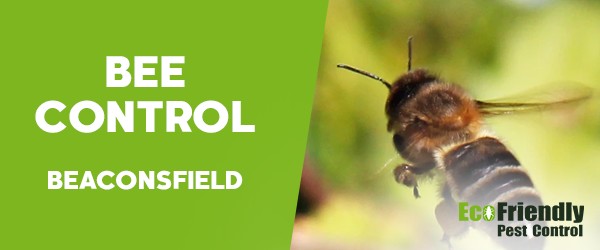 Pest Control Beaconsfield