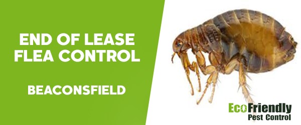 Pest Control Beaconsfield