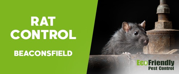 Pest Control Beaconsfield