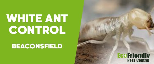 Pest Control Beaconsfield