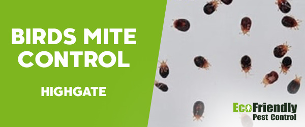 Bird Mite Control  Highgate 