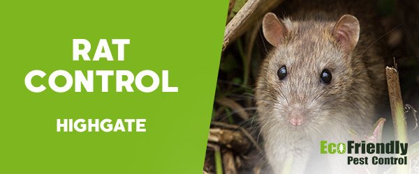 Rat Pest Control  Highgate 