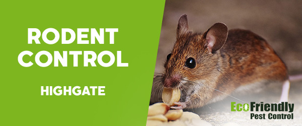 Rodent Treatment  Highgate 