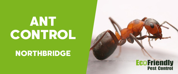 Ant Control  Northbridge 