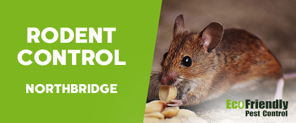 Rodent Treatment  Northbridge 