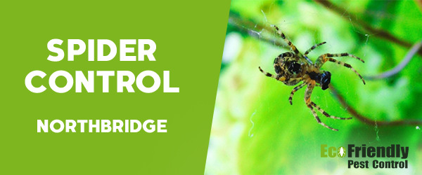 Spider Control  Northbridge 