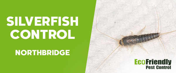 Silverfish Control  Northbridge 