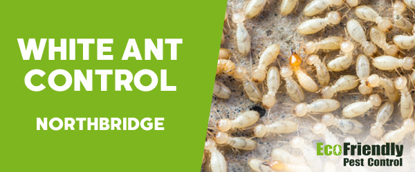 White Ant Control  Northbridge 