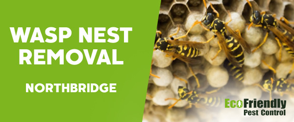Wasp Nest Remvoal  Northbridge 