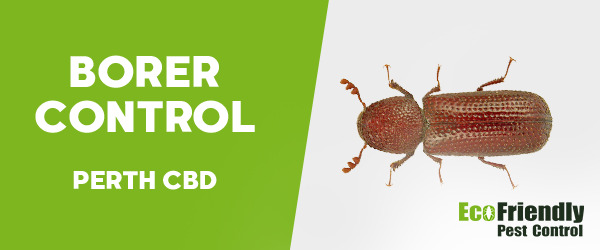 Borer Control  Perth Cbd 