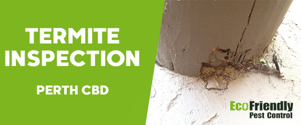 Termite Inspection  Perth Cbd 