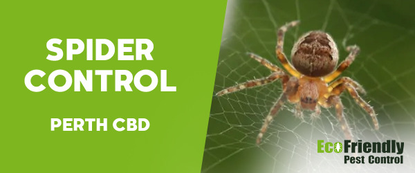 Spider Control  Perth Cbd 