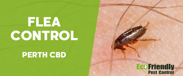 Fleas Control  Perth Cbd 