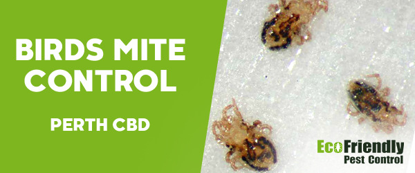 Bird Mite Control  Perth Cbd 