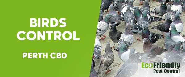 Birds Control  Perth Cbd 