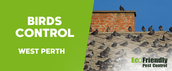 Birds Control  West Perth 