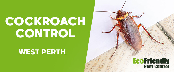 Cockroach Control  West Perth