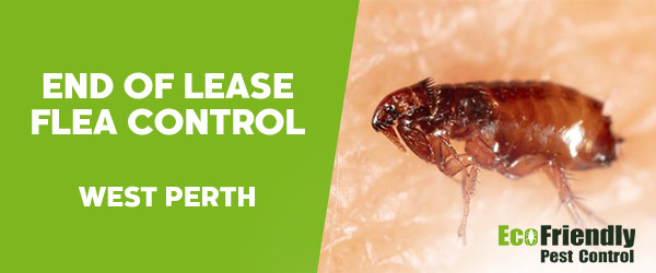 End of Lease Flea Control  West Perth 