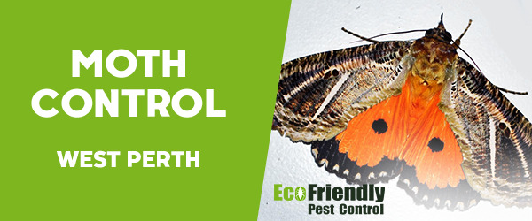 Moth Control  West Perth 