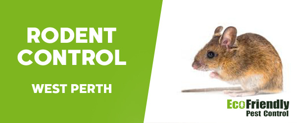 Rodent Treatment  West Perth 