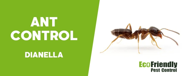 Ant Control Dianella