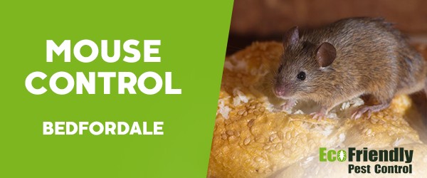 Mouse Control  Bedfordale 