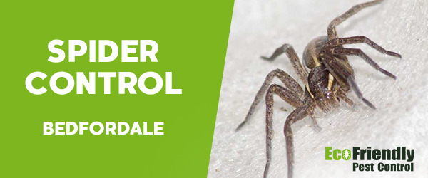 Spider Control  Bedfordale 