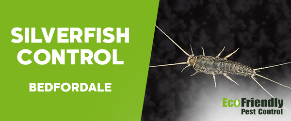 Silverfish Control  Bedfordale 