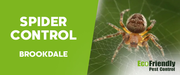 Spider Control  Brookdale 